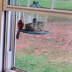 Meet your Posher, Bobbie